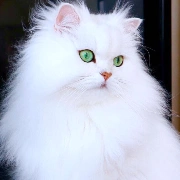 Elisabeth
