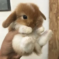 hệ thống cute :33( Usagi)