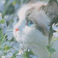 003 - Tiểu Miêu (hệ thống)