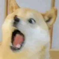 Lũ chó chết