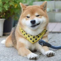 dog🍵