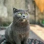 Mymy (tác giả)