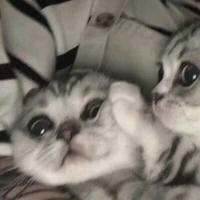 𝐃𝐚𝐫𝐤𝐐𝐞𝐞𝐧