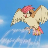 pigeon của dervish/công