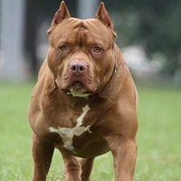 Chú cún siêu hiền