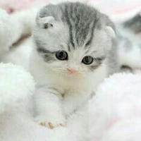 Bt tên làm cái mẹ gì, bố mày cân mọi Nv