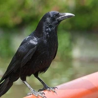 Quạ của Itachi