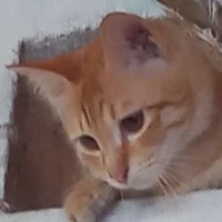 Vàng