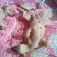 tác giả u mê lichaeng