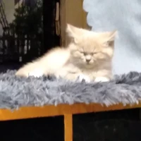 Nhân vật quần chúng bán bỏng ngô