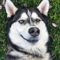 Cẩu Thần Nhà Hàng Xóm