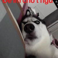cậu ngáo