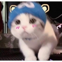 Y/n