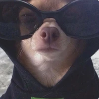 tác giả Anii 🐸💥 nhạt nhẽo