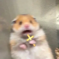 Chủ shop đã chết