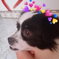 Tác giả cute phô mai que