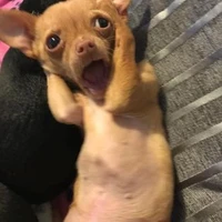 tác giả điên khùng =))