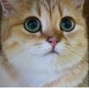 mèo