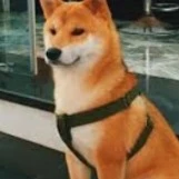 Chó