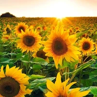 Sunflower / Fd của anh