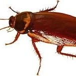 ng man trọng trách quan trọng :)