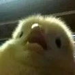 Y/N