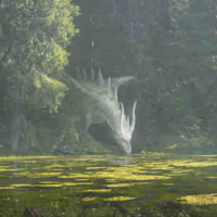 Thủy vương Acanolia