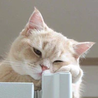 Tác giả 💞