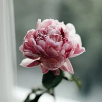 Tác giả Rose nghiện 🥴