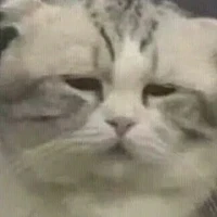 t/g mê troai