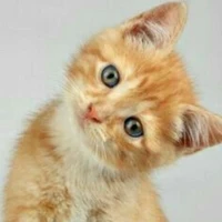 Meo