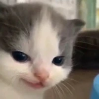 Shii ( tác giả )