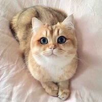 Haru🍯