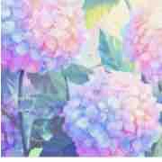 Purple_Hydrangea💐 (tác giả-is me)