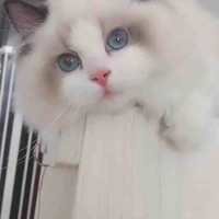 Mèo Hana