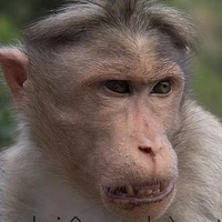 khỉ khô