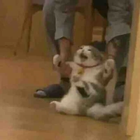Coan t/g cư tề 