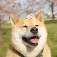 Pun 