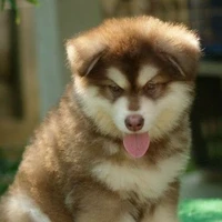 Dog Said