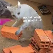 1 mik tao chấp hết :))