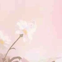 All nhân vật