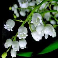 Cơ Ngọc Hà
