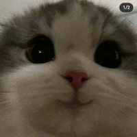 tác giả ngu ngụt 💕