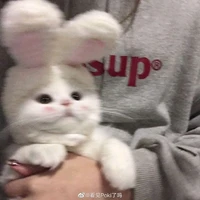 hai mấy pồ tác giả nka✨