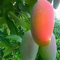 Lê Thị Xoài