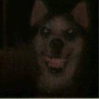 smiley dog