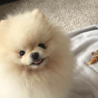mèo