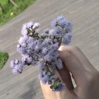 Mụ tác giả / Thần chết toàn năng 👁️👄👁