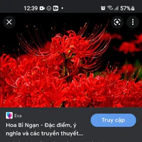cả đám