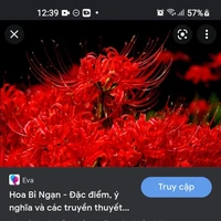 cả đám